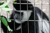 ueno_zoo_5129_mini.jpg