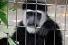 ueno_zoo_5130_mini.jpg