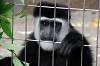 ueno_zoo_5131_mini.jpg