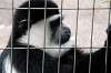 ueno_zoo_5132_mini.jpg