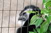 ueno_zoo_5133_mini.jpg