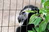 ueno_zoo_5134_mini.jpg