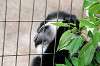 ueno_zoo_5135_mini.jpg