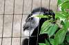 ueno_zoo_5136_mini.jpg