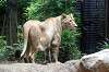 ueno_zoo_5138_mini.jpg