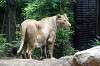 ueno_zoo_5139_mini.jpg
