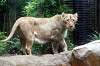ueno_zoo_5140_mini.jpg