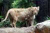 ueno_zoo_5141_mini.jpg