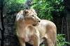 ueno_zoo_5142_mini.jpg