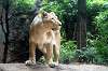 ueno_zoo_5144_mini.jpg