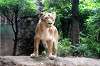ueno_zoo_5145_mini.jpg