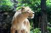 ueno_zoo_5147_mini.jpg