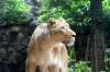 ueno_zoo_5148_mini.jpg