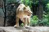 ueno_zoo_5149_mini.jpg