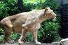 ueno_zoo_5150_mini.jpg