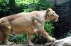 ueno_zoo_5151_mini.jpg