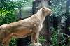 ueno_zoo_5152_mini.jpg