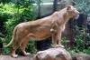 ueno_zoo_5154_mini.jpg