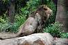ueno_zoo_5155_mini.jpg