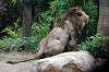 ueno_zoo_5156_mini.jpg