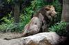 ueno_zoo_5158_mini.jpg