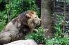 ueno_zoo_5162_mini.jpg