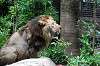 ueno_zoo_5163_mini.jpg