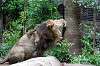 ueno_zoo_5164_mini.jpg