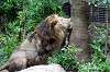 ueno_zoo_5166_mini.jpg