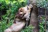 ueno_zoo_5167_mini.jpg