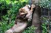 ueno_zoo_5168_mini.jpg