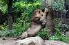 ueno_zoo_5174_mini.jpg