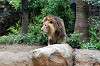 ueno_zoo_5176_mini.jpg