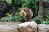 ueno_zoo_5177_mini.jpg