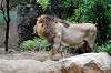 ueno_zoo_5178_mini.jpg