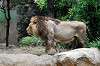 ueno_zoo_5179_mini.jpg