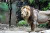 ueno_zoo_5181_mini.jpg