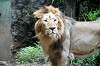 ueno_zoo_5183_mini.jpg