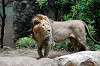 ueno_zoo_5187_mini.jpg