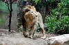 ueno_zoo_5188_mini.jpg