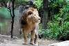 ueno_zoo_5190_mini.jpg