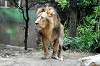 ueno_zoo_5193_mini.jpg