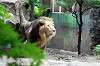 ueno_zoo_5194_mini.jpg