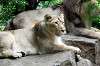 ueno_zoo_5195_mini.jpg