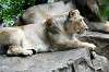 ueno_zoo_5196_mini.jpg