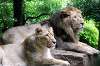 ueno_zoo_5197_mini.jpg