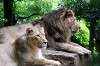 ueno_zoo_5198_mini.jpg