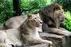 ueno_zoo_5199_mini.jpg