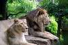 ueno_zoo_5201_mini.jpg