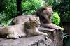 ueno_zoo_5203_mini.jpg